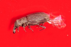 Dryophthorus americanus