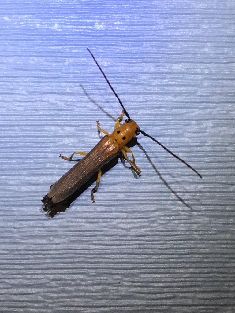 Oberea praelonga