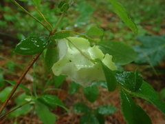 Exobasidium rhododendri