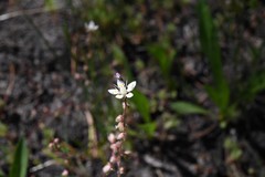 Micranthes bryophora