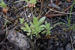 Micranthes bryophora