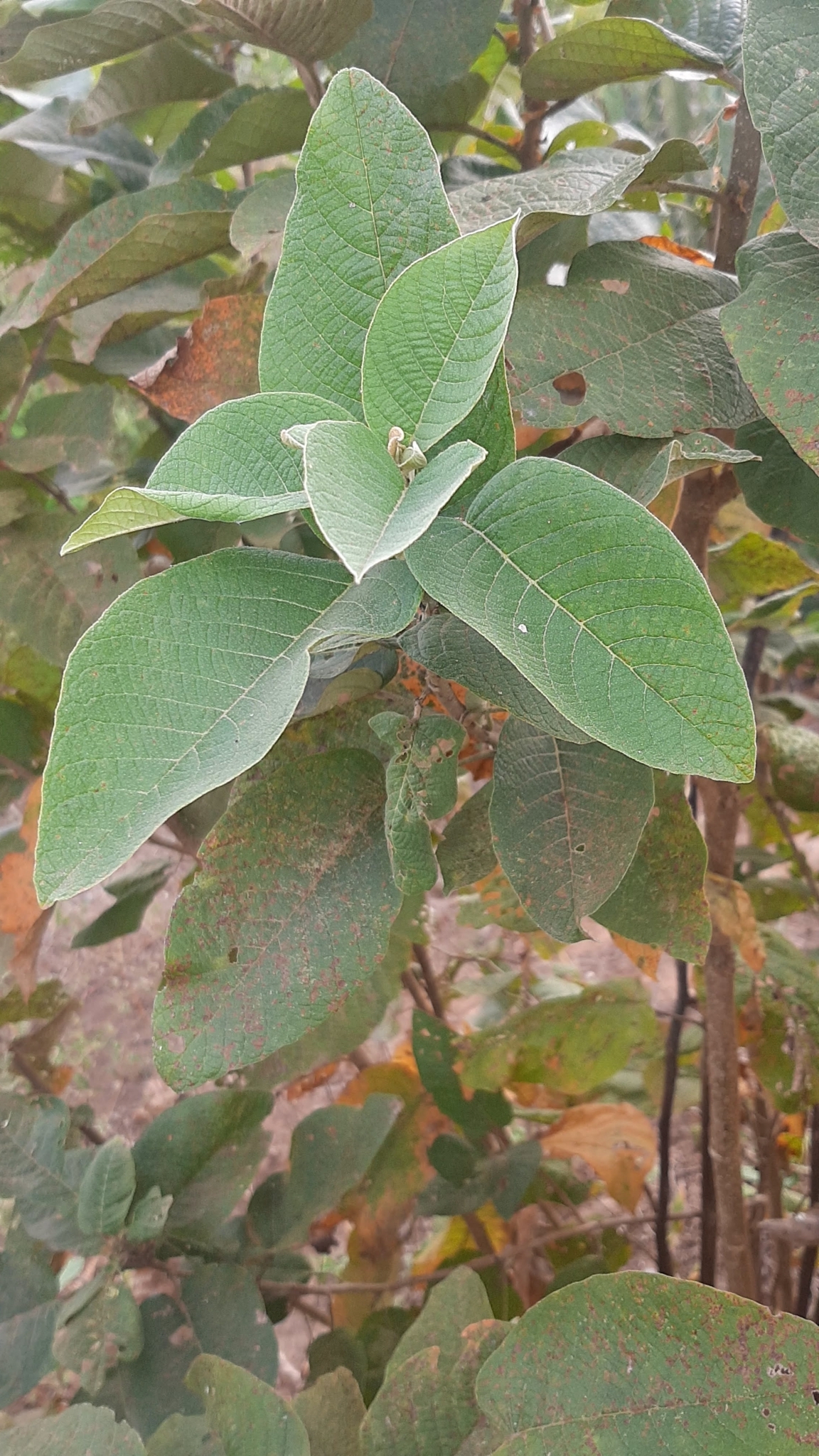 Croton blanchetianus