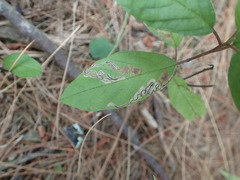 Stigmella rhamnicola