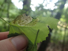 Agromyza alnibetulae
