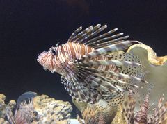 Pterois