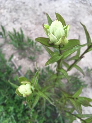 Castilleja occidentalis