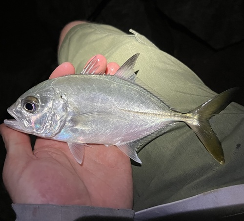 Photo of Horse-eye jack (Caranx latus)