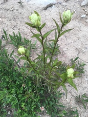 Castilleja occidentalis