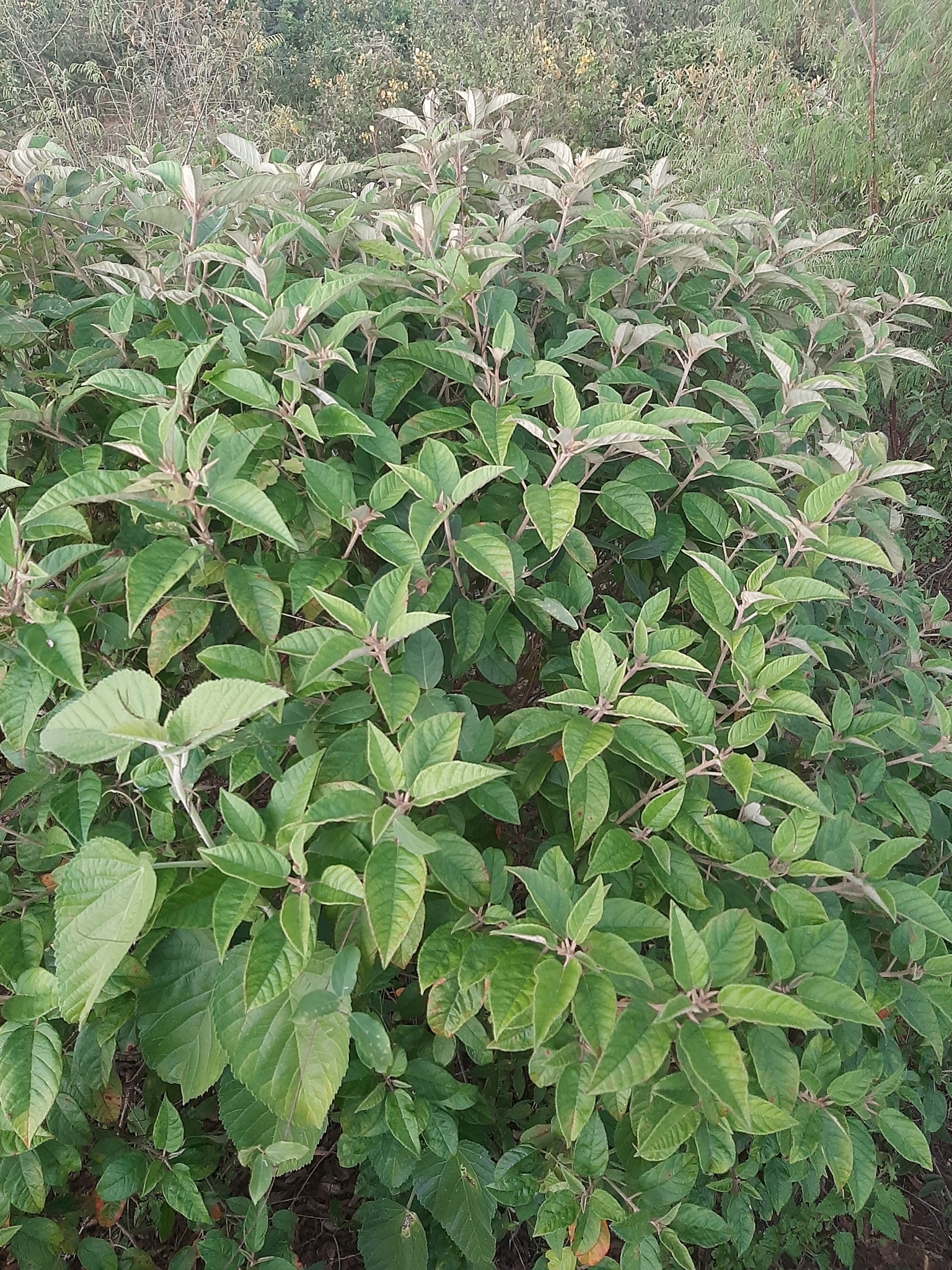 Croton heliotropiifolius
