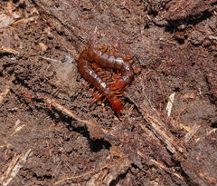 Cryptops australis