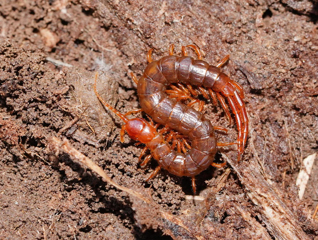 Cryptops australis