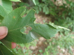 Phyllonorycter tritaenianella