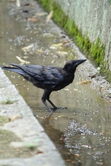 Corvus macrorhynchos