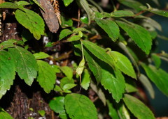 Fieldia australis
