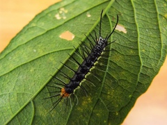 Eueides isabella eva