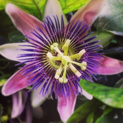 Passiflora alata × caerulea