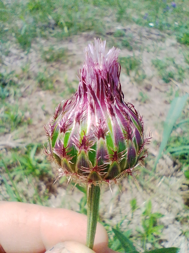Plectocephalus tweediei