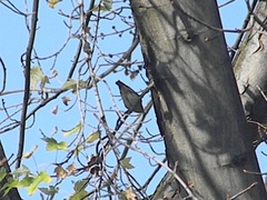 Sitta carolinensis tenuissima