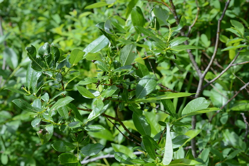 Image of Salix barclayi by (c) Alison Northup, some rights reserved (CC BY)