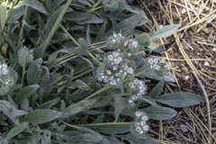 Phacelia egena