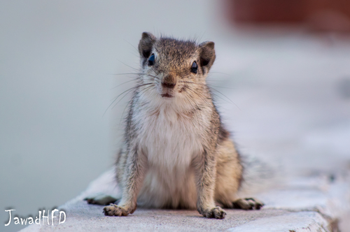 Five-striped Palm Squirrel, Hassan Town, Hafizabad, Punjab, Pakistan, photo 10 of 10