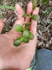 Portulaca oleracea