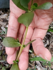 Portulaca oleracea