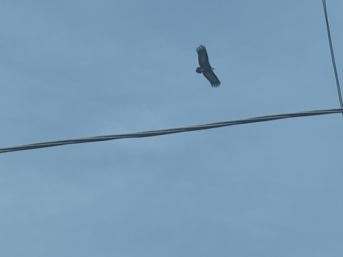 Hooded Vulture