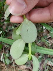 Portulaca oleracea