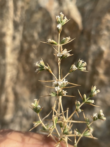 Acanthophyllum crassifolium