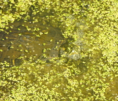 Trachemys scripta troostii