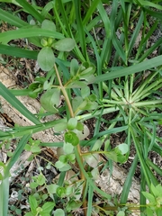 Portulaca oleracea