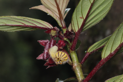 Nematanthus tessmannii, photograph 6