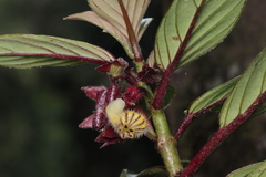 Nematanthus tessmannii, photograph (c) Carlos Alexandre Mattos Raposo, some rights reserved (CC BY)