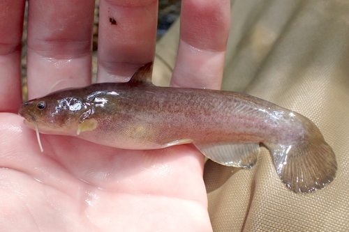 Black madtom (Noturus funebris) — Ictaluridae — 2