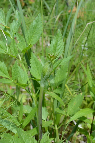 Lyall's angelica (Angelica arguta)
