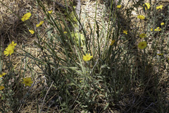 Madia elegans wheeleri