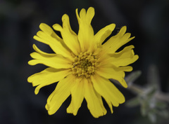 Madia elegans wheeleri