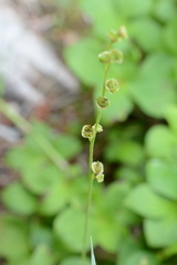 Pectiantia pentandra