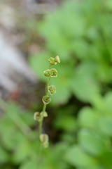 Pectiantia pentandra