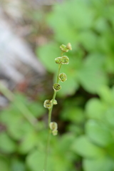 Pectiantia pentandra