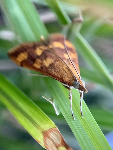 Phoenician Pyrausta Moth and Allies photo 5