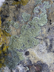 Lecanora sierrae