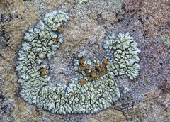 Lecanora sierrae