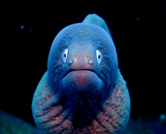 White-Eyed Moray