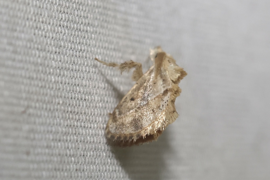 Epiperola paida