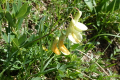 Lathyrus laevigatus