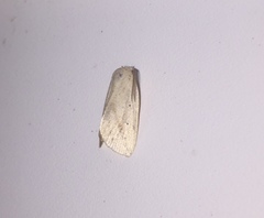 Amolita obliqua