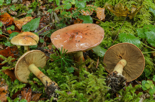 Calonarius odorifer
