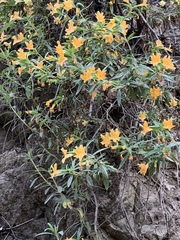 Diplacus longiflorus